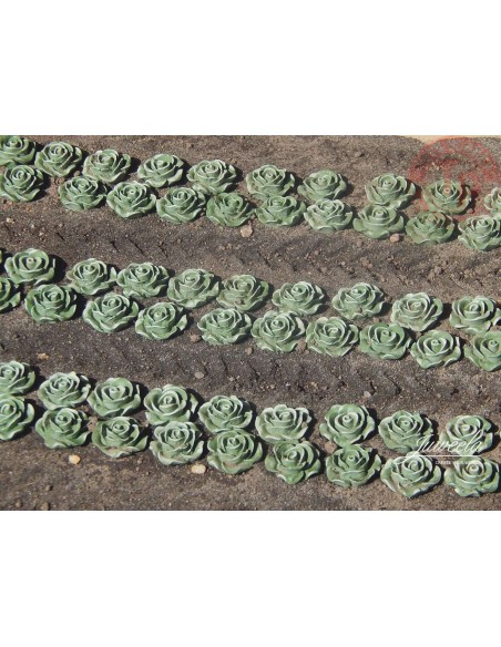 Lattuga 120 pezzi 1:45/1:50 JUWEELA 24237 JUWEELA