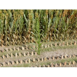 50x pianta mais verde 1:32 JUWEELA 23288 JUWEELA