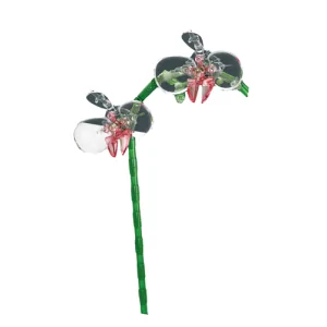 Orchidea 69pz CUB21 CUBIX